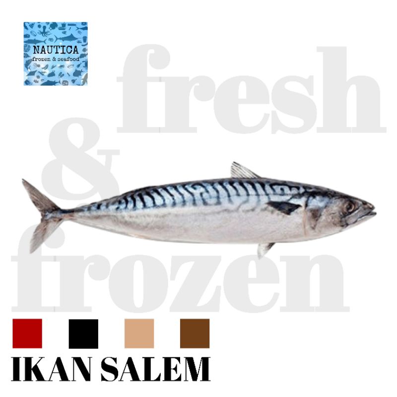 

IKAN SALEM