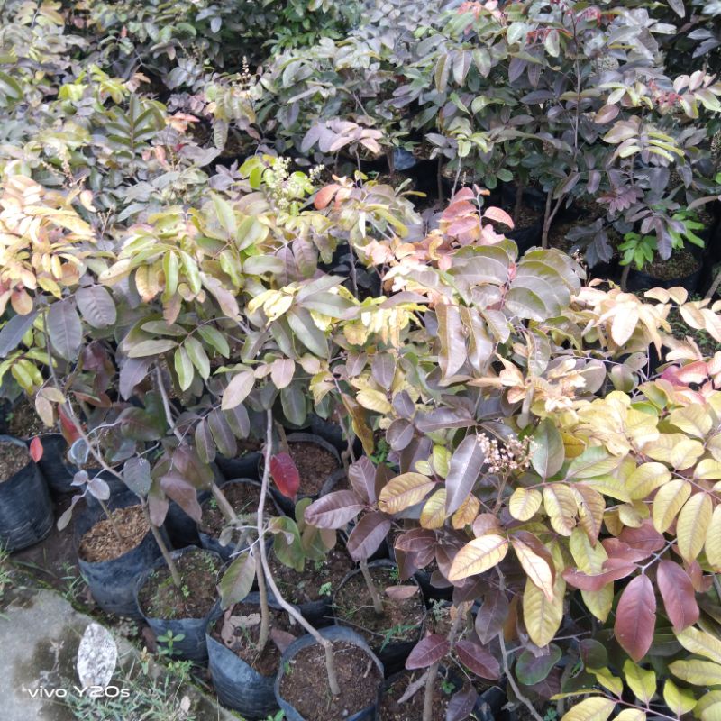 Bibit kelengkeng merah SUPER UNGGUL// bibit lengkeng merah