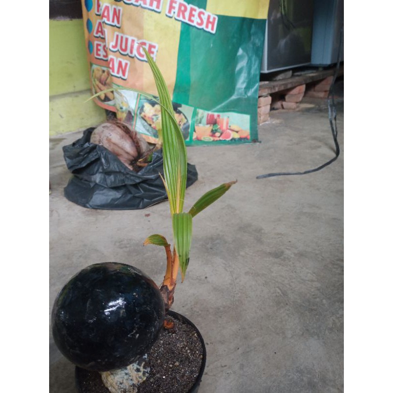 bonsai kelapa minion