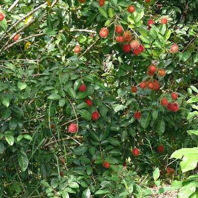 paket 3 bibit rambutan binjai,rapiah bibit berkualitas