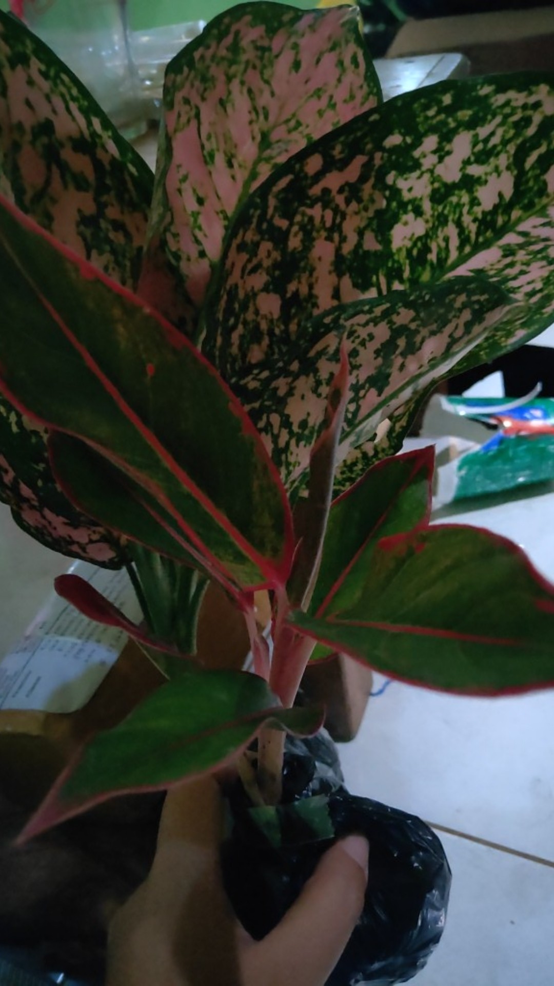 Tanaman Hias Aglonema Pink Ruby Aglonema Ruby Ukuran Remaja