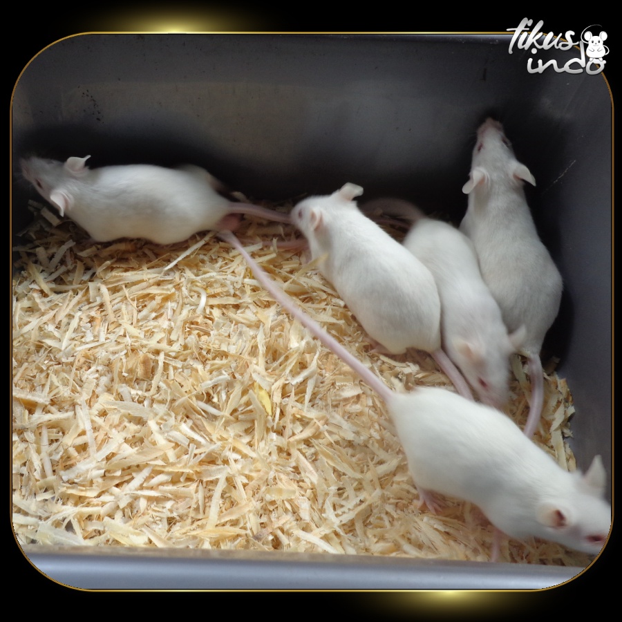 Tikus Putih Dewasa / Mencit Dewasa Paket Indukan