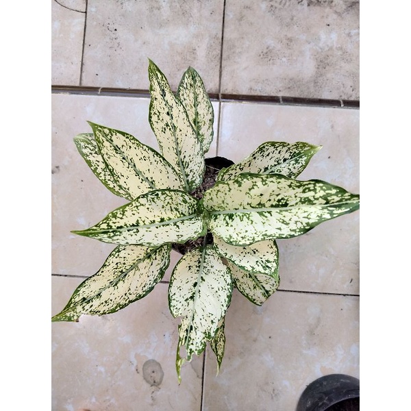 Bunga Snow White Hidup