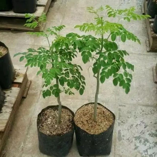 

pohon kelor