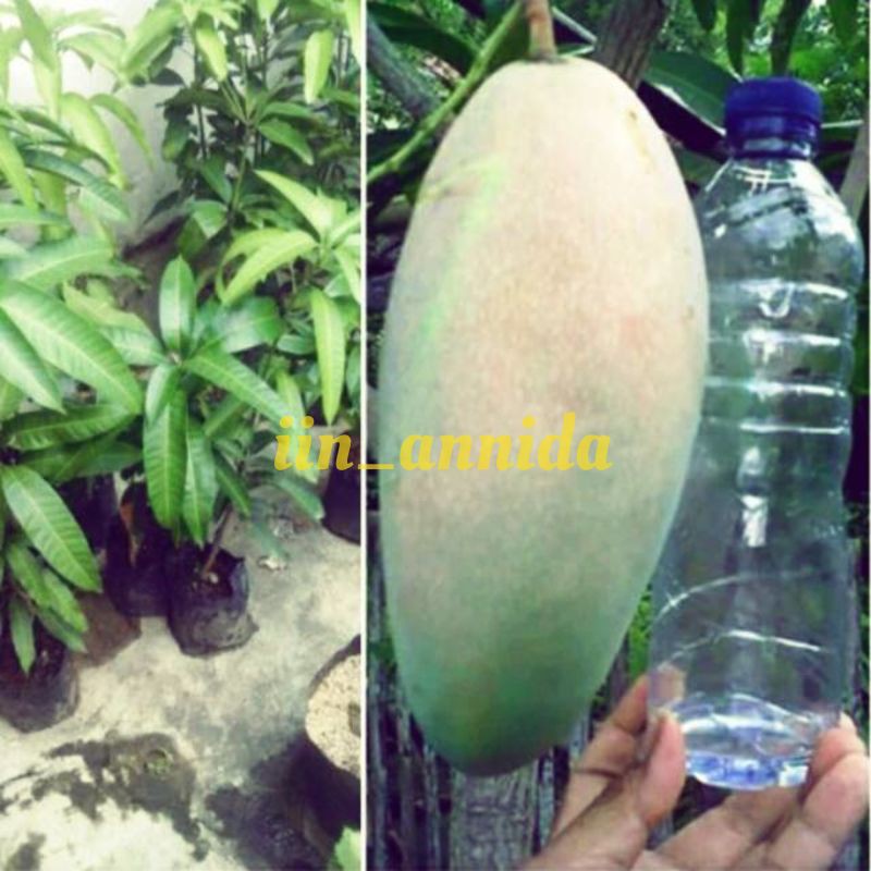 Bibit Buah Mangga Kiojay Super Jumbo Tanaman Buah Mangga Gede