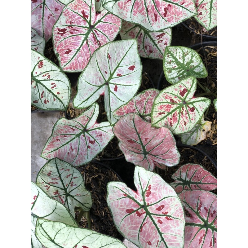 keladi / caladium strawberry star