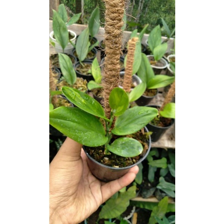 scindapsus monlight varigata