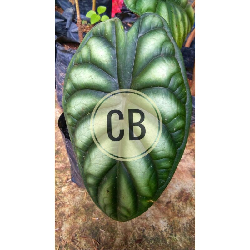 alocasia dragon scale/ keladi hitam kalimantan