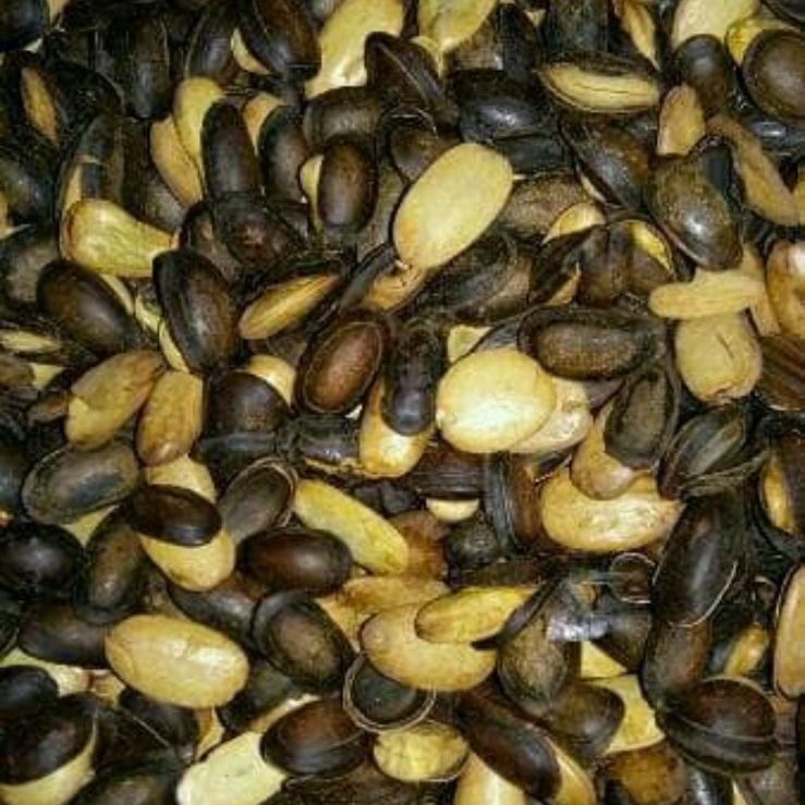 

kedawung sangrai (tidak digoreng)