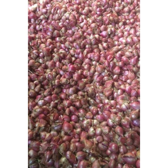 

BAWANG MERAH SUPER