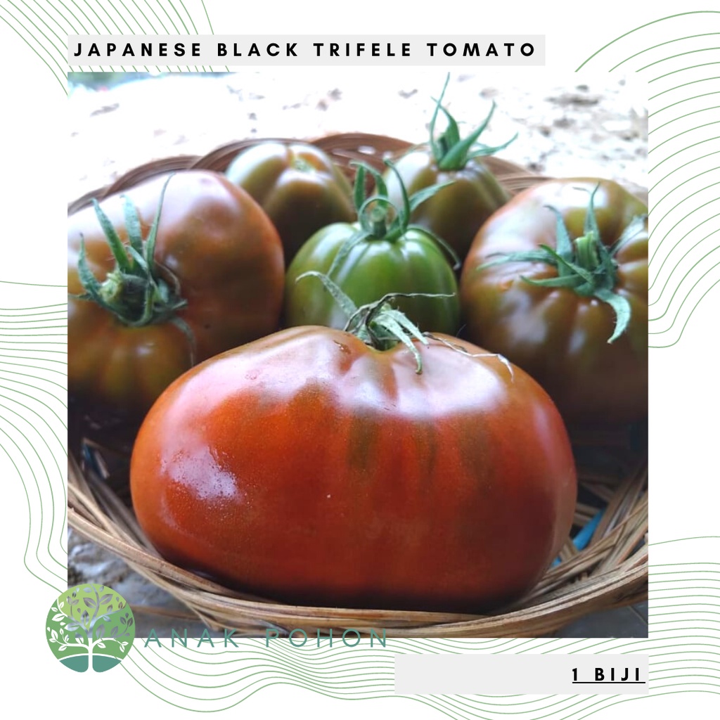 Benih Bibit Biji - Tomat Japanese Black Trifele Black Pear Tomato Seeds