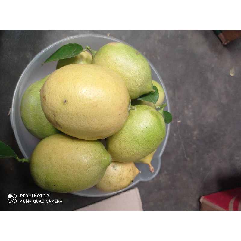 

LEMON LOKAL