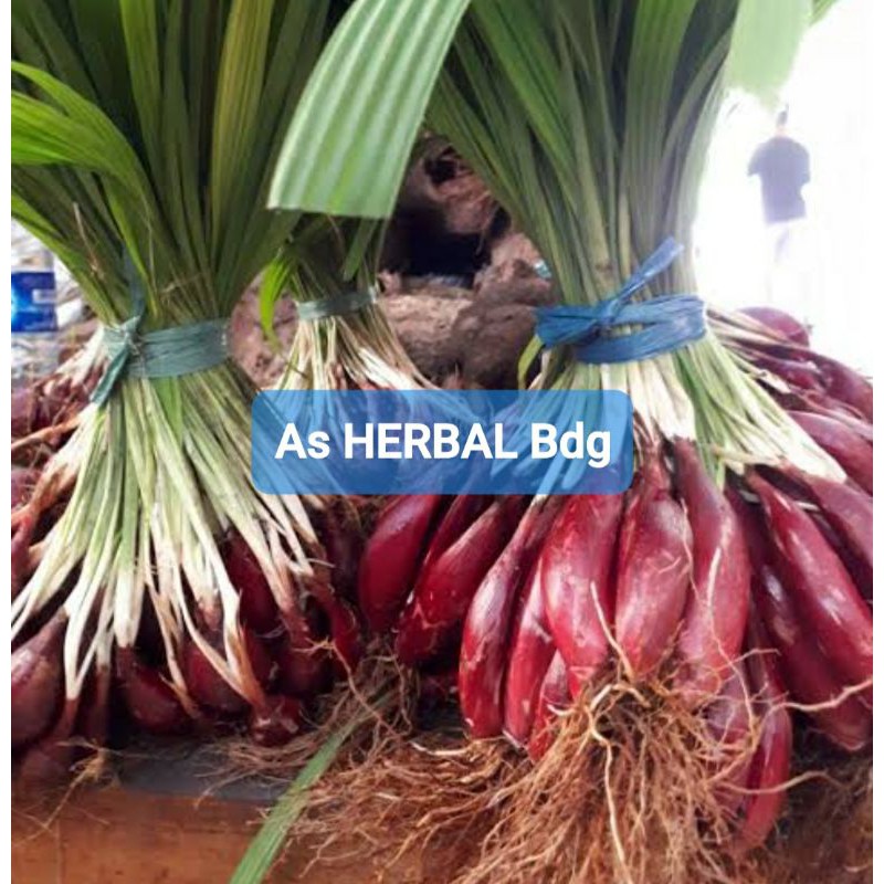 

Jual bawang dayak segar 1 kg / umbi bawang dayak-az