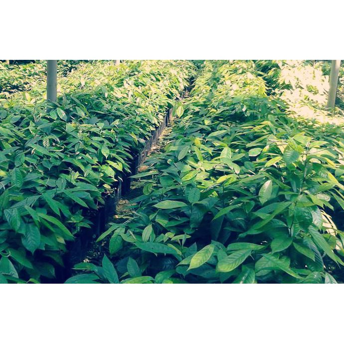 A+ Bibit Kopi Robusta Unggul Siap Tanam Jual