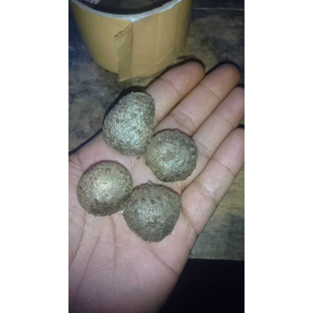 bibit porang bubil /katak 1 kg kualitas super(200-300biji)