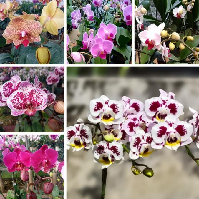 BISA COD Anggrek Bulan Mini knop bunga