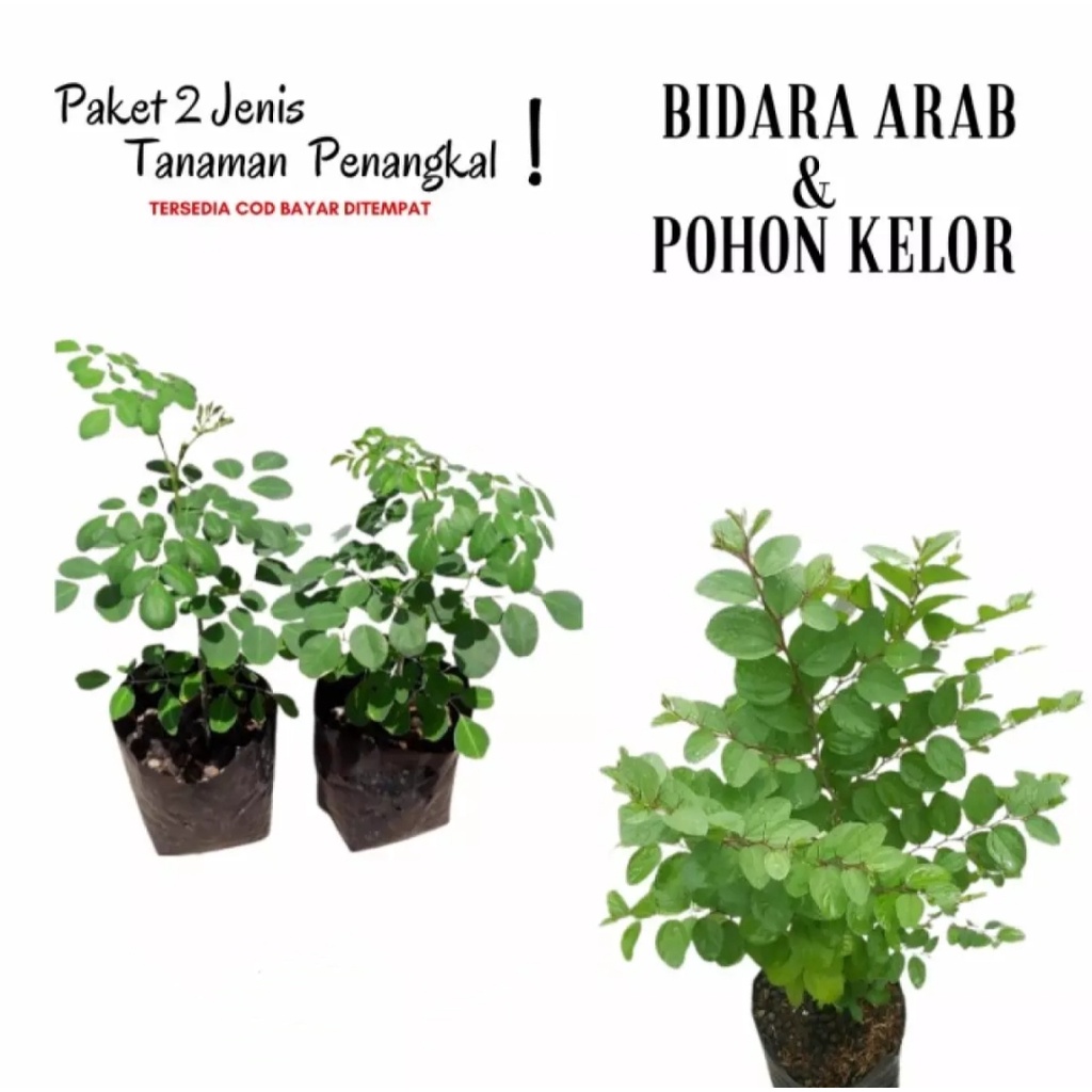 paket 2 tanaman Bidara arab dan pohon kelor/tanaman hidup/bunga hidup/bunga hidup yg lagi viral/tana