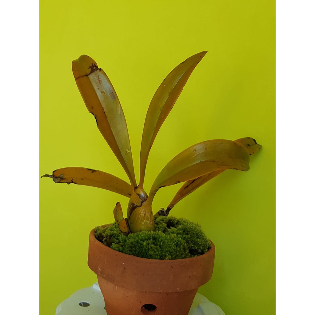 ANGGREK UDANG HUTAN ANGGREK SPESIES HUTAN MURAH