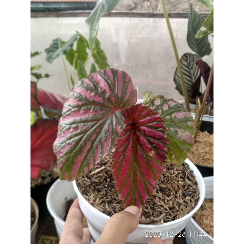 begonia red