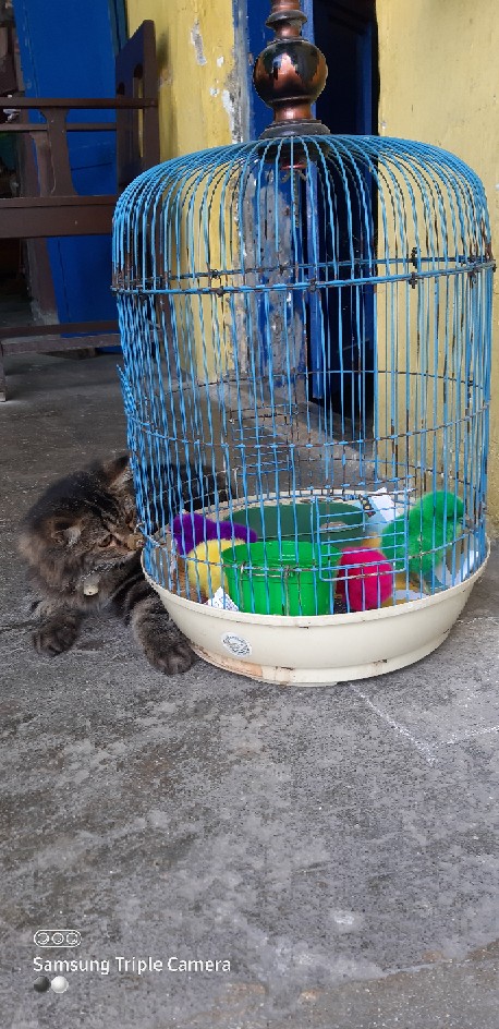 Pisau Lipat Saku Mini Serbaguna - Hitam