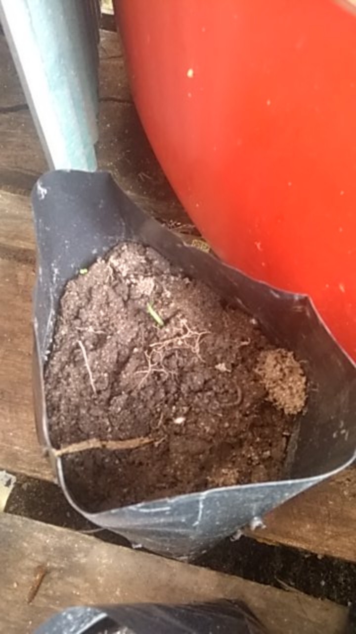 Jual Bonggol Janda Bolong Asli Bukan Tipu2-bonggol Monstera Janda Bolong