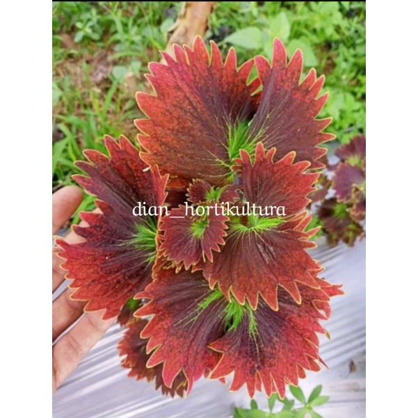 Tanaman Hias Miana Tanaman Hias Murah Miana Langka Bunga Miana Premium