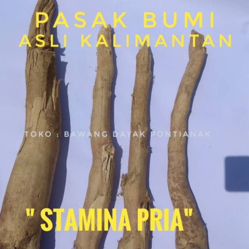 Jual Kayu Pasak Bumi- Tongkat Ali