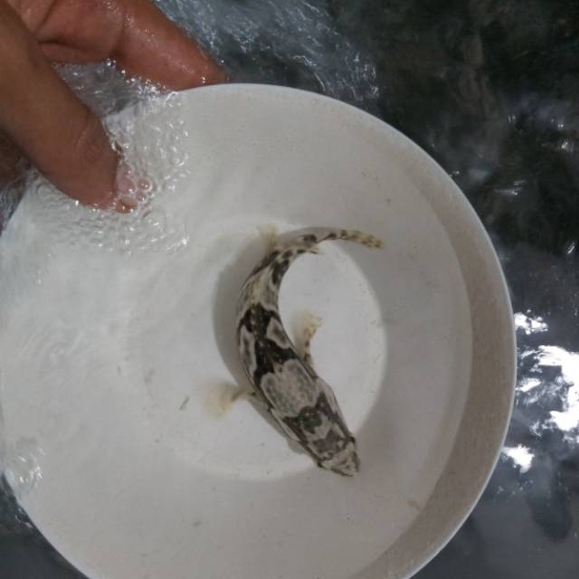 

Paket 10 ikan kerapu hybrid cantang laut