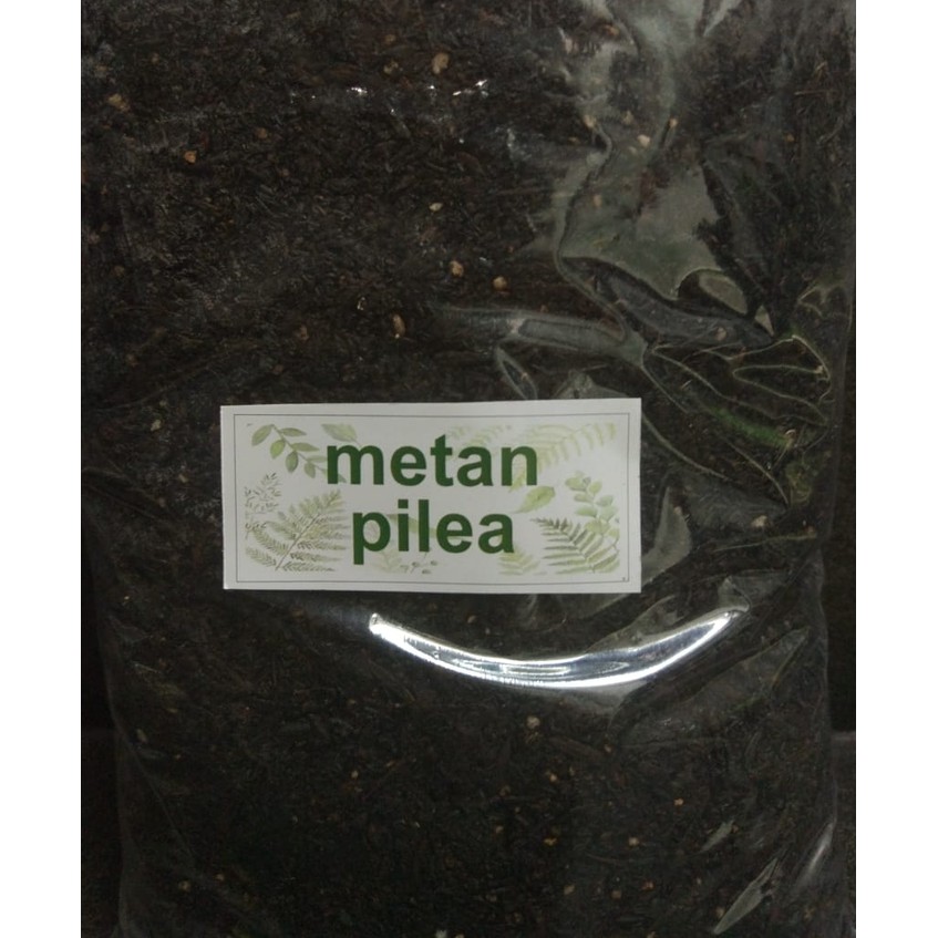 Terbaru Media Tanam Pilea /Metan Pilea