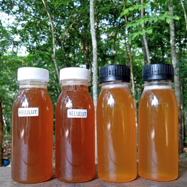 

Madu Kelulut itama