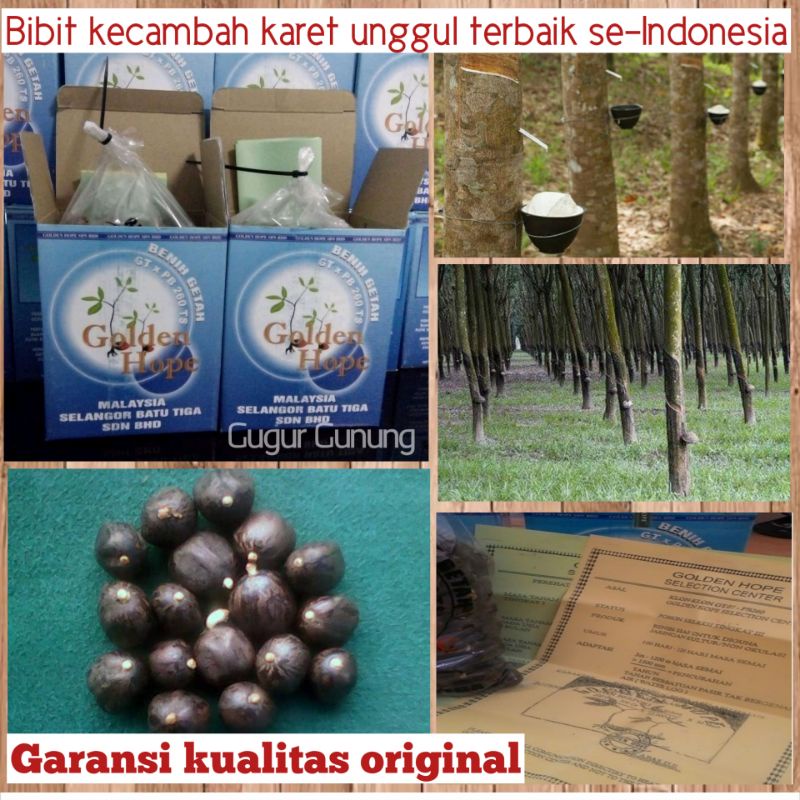 BENIH BIBIT KECAMBAH POLONG KARET MERAH UNGGUL ASLI BIBIT KARET MALAYSIA PB 260 UNGGUL GOLDEN HOPE O