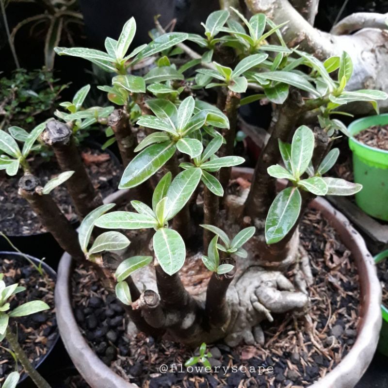 Adenium arabicum