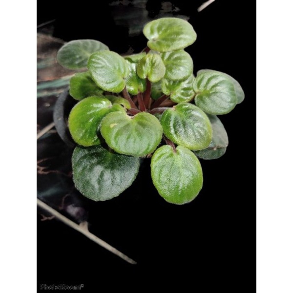 TANAMAN HIAS AFRICAN VIOLET