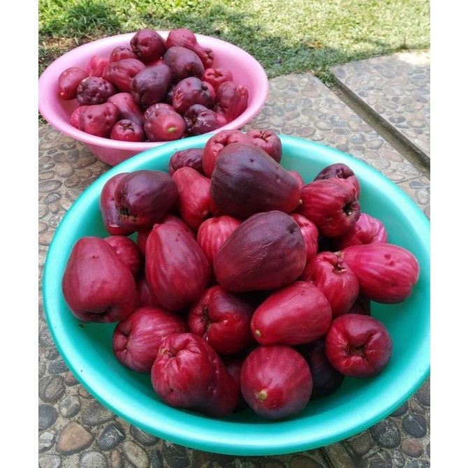 

jambu jamaika/ jambu bool