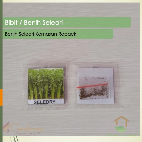 Biji Seledri / Benih Seledri / Benih Sayuran