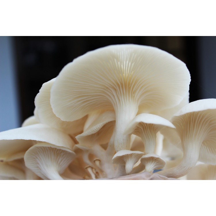 

Jamur Tiram Segar 250 gram