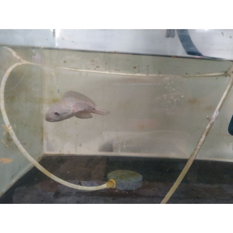 Chana asiatica Rs Ws 18 cm