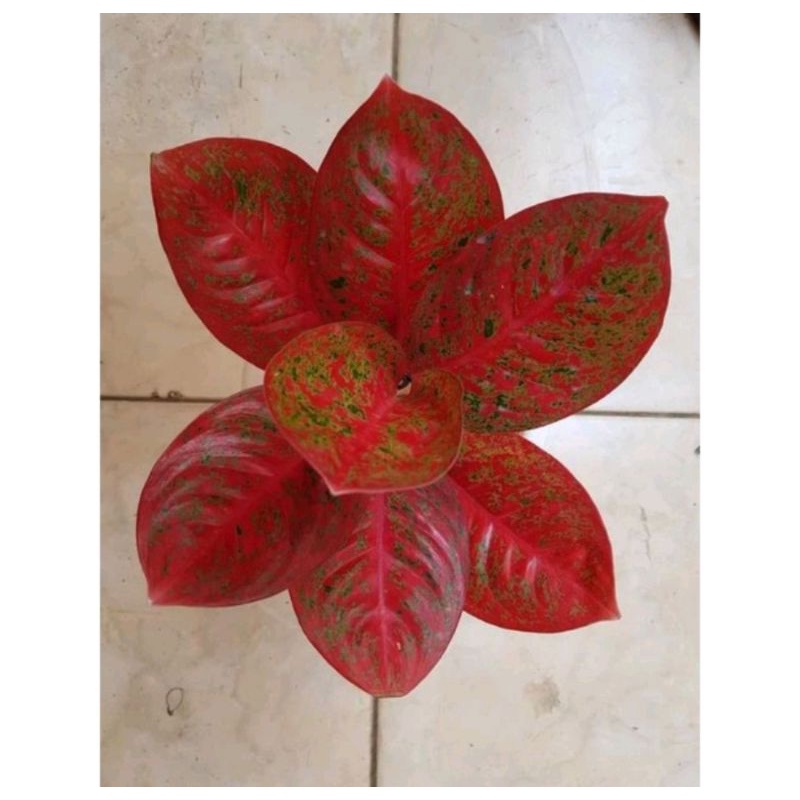 Aglonema RED STARDUST jumbo