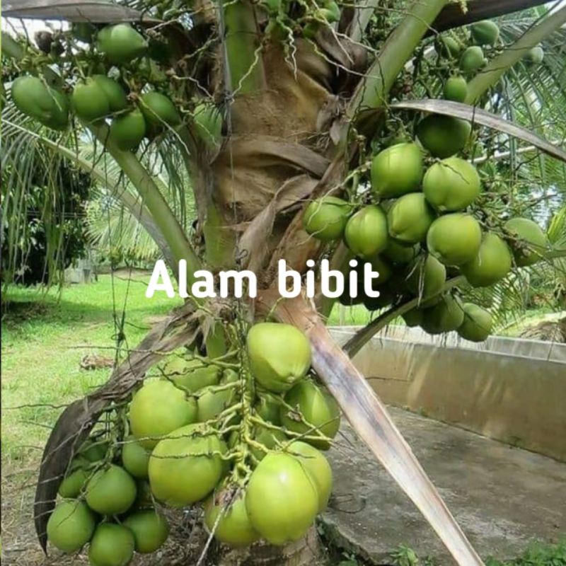 BIBIT KELAPA HIJAU GENJAH ENTOK SUPER