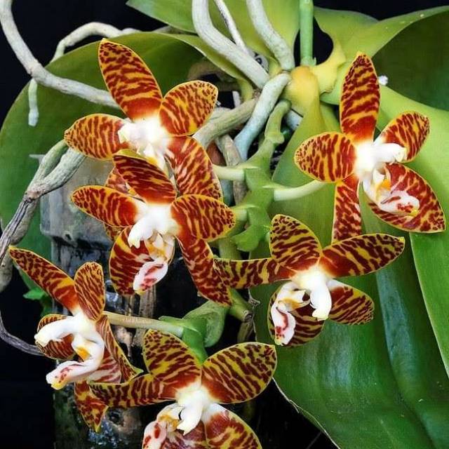 Anggrek Phalaenopsis Amboinensis Var sulawesi dewasa