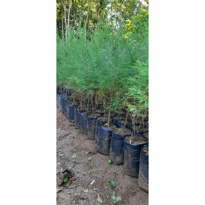 Pinus Perindang bibit pinus perindang murah tunas bibit