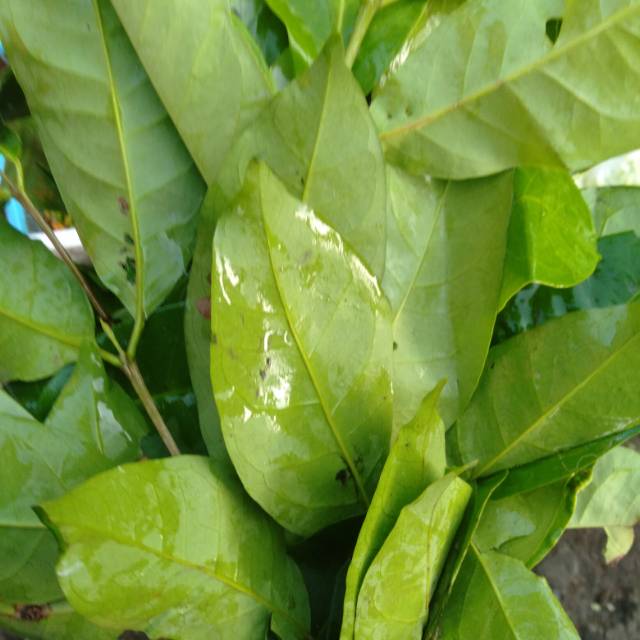 

Daun Salam segar 200gram