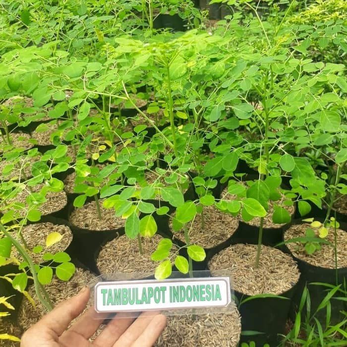 BIBIT TANAMAN POHON KELOR BIBIT KELOR DAUN KELOR BIBIT HERBAL KELOR / POHON KELOR BIBIT MANJUR