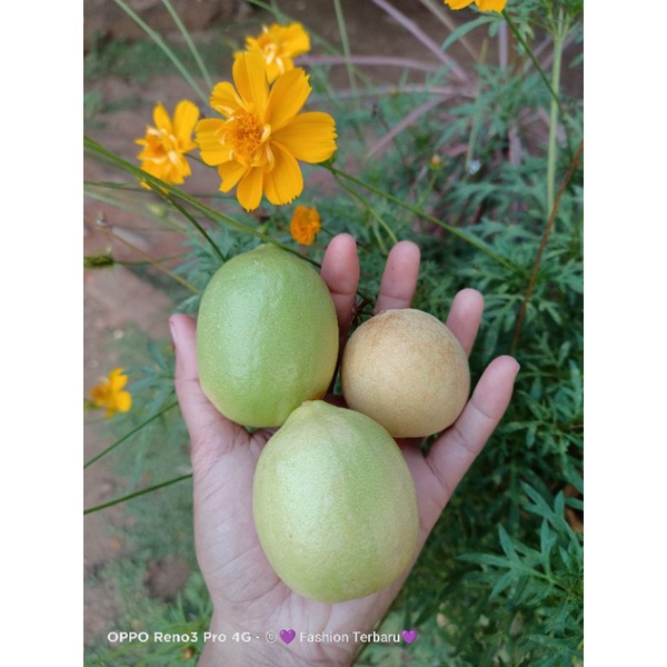 

Jeruk Lemon Lokal Organik Fress dari Kebun