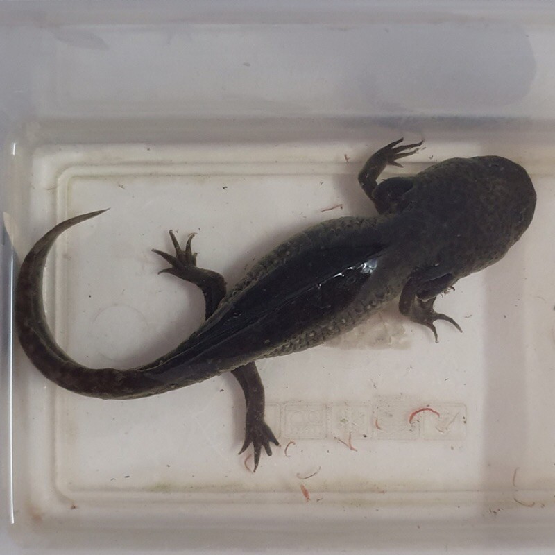 Harga Axolotl Hitam Terbaru Mei 21 Biggo Indonesia