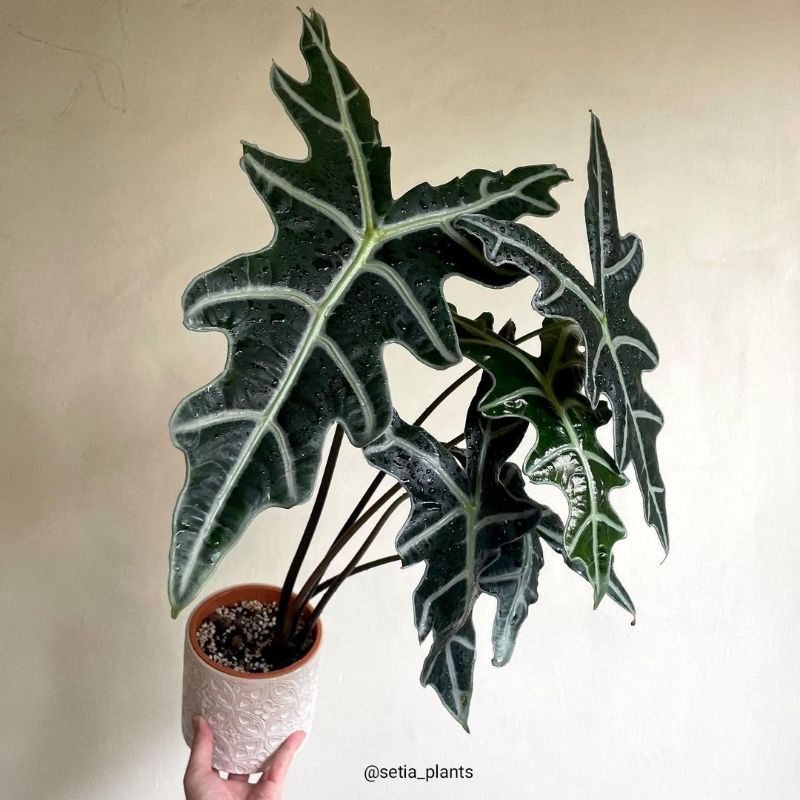 ✅tanaman alocasia SANDERIANA NOBILIS beby