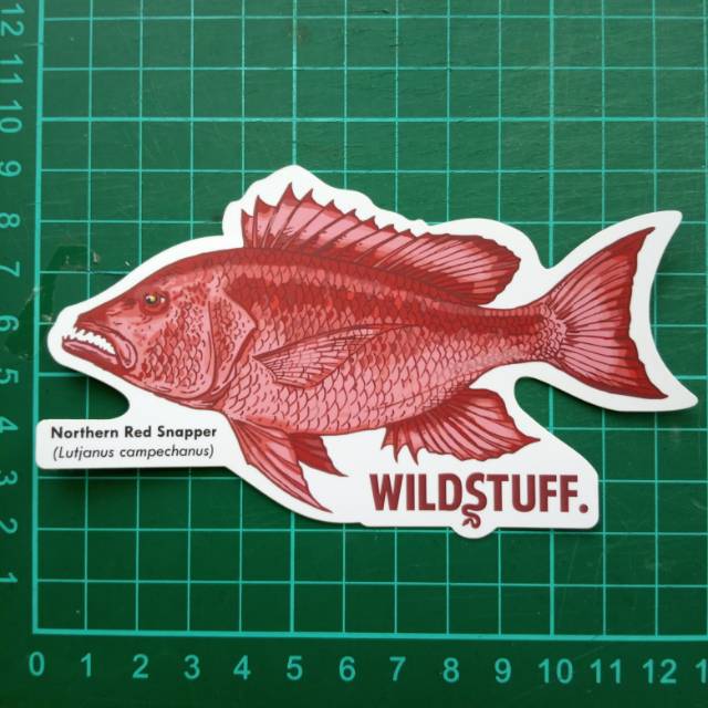 

Sticker Wildstuff - Northern Red Snapper Kakap Merah Lutjanus