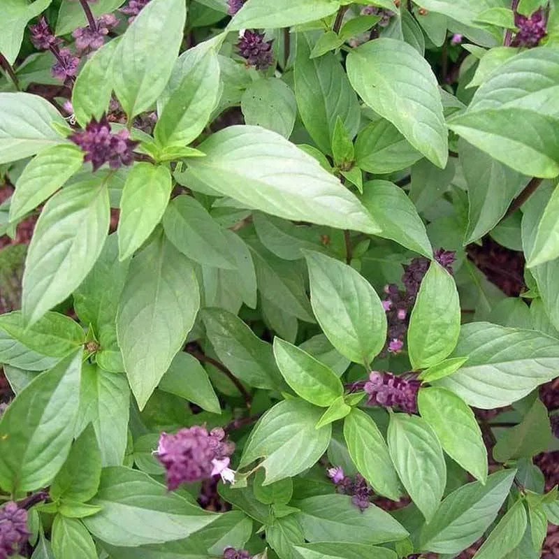 50 Bjji Benih Thai Basil/Kemangi Thailand