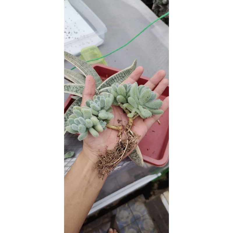 Sedum Hintonii