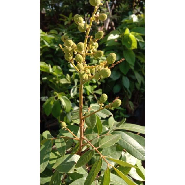 Bibit Kelengkeng Matalada Ukuran -+1 meter cepat berbunga